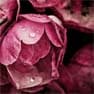 Oriental floral