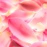 Floral rosa violeta