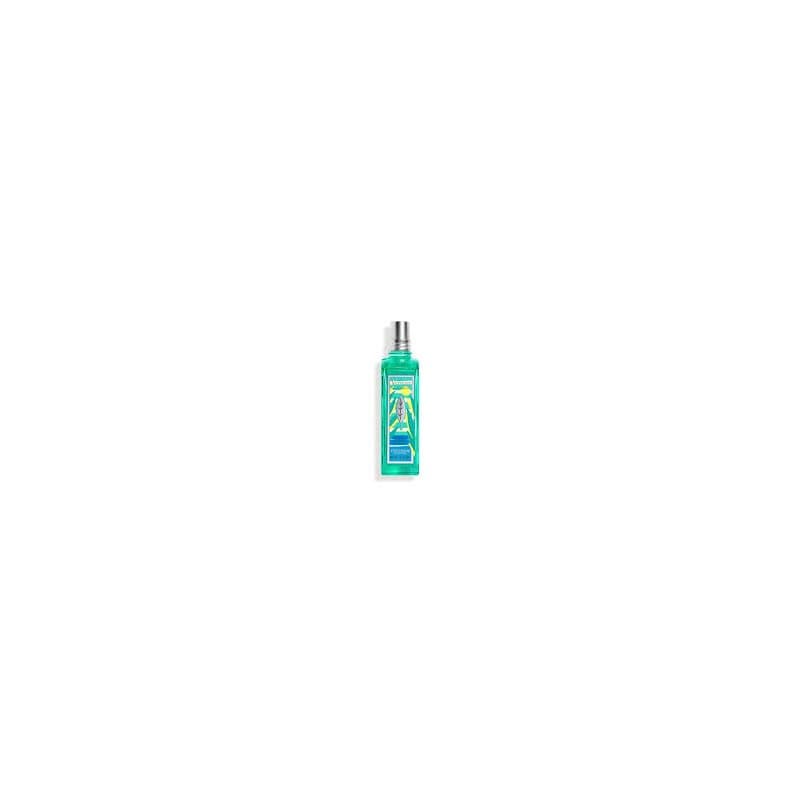 Verveine 2022