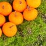 Chipre frutal