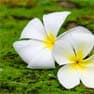 Chipre floral